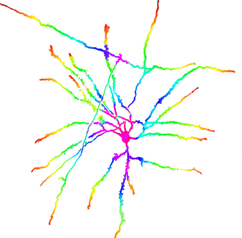 Brain neuron from the visual cortex depicting Neurodiversity