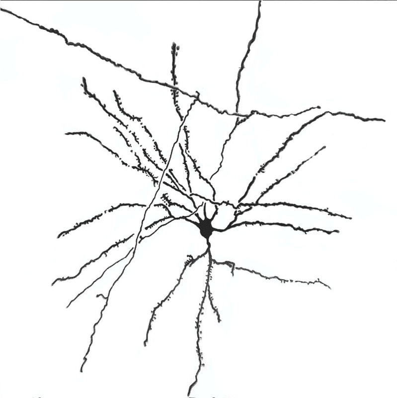 Brain neuron from the visual cortex as observed in the microscope